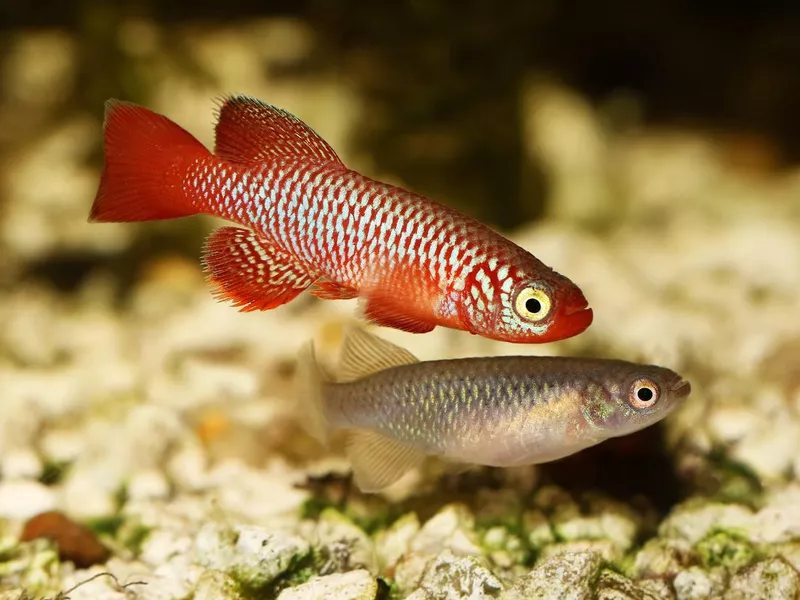 Kisaki Killifish