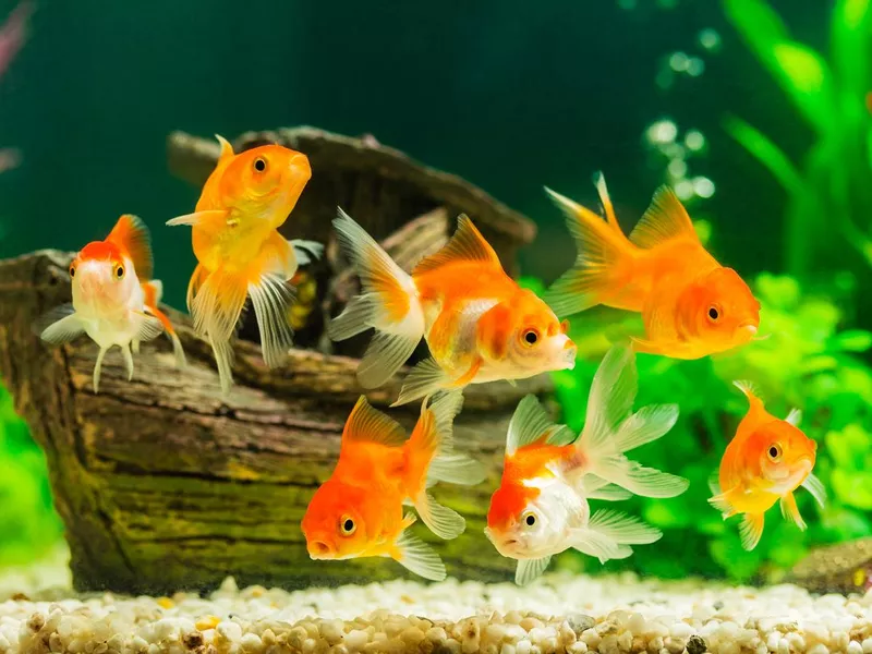 Goldfish