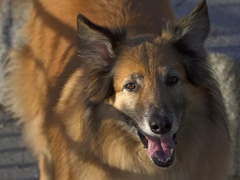 Belgian Tervuren