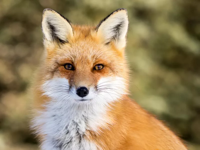 Red Fox - Vulpes vulpes