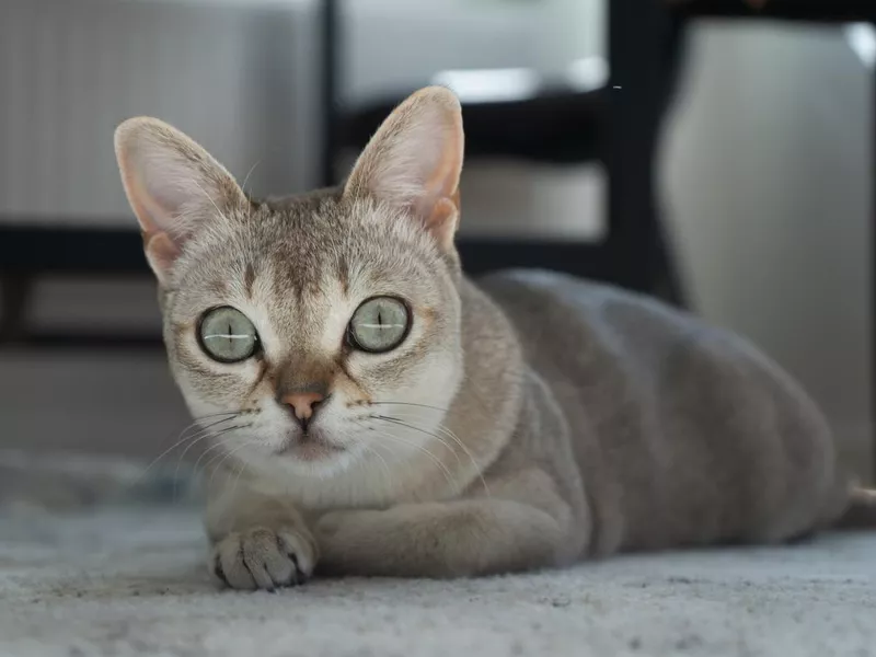 Singapura