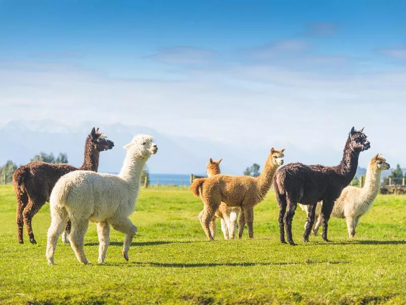 Group of alpacas