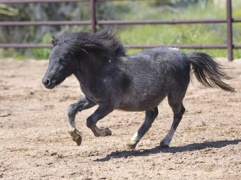 Black miniature horse running