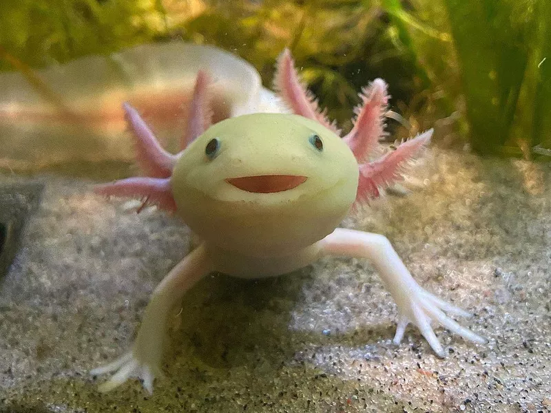 Axolotl