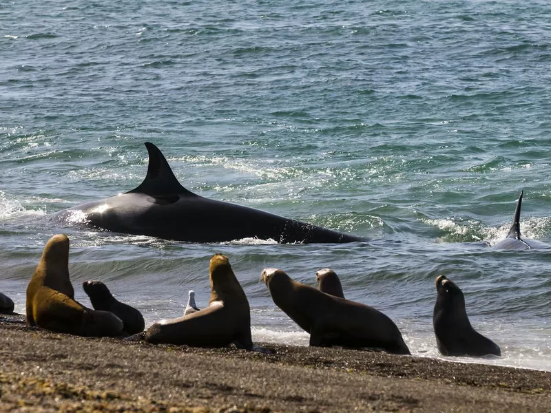 Killer Whale