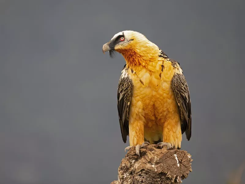 Lammergeier