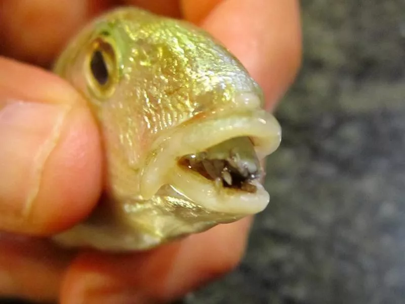 tongue-eating louse