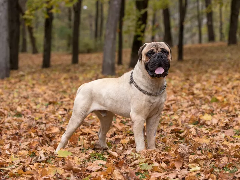 Bullmastiff, least obedient dog breed