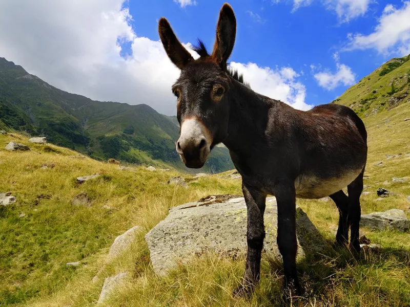 Close up of a donkey on a grassy mountain