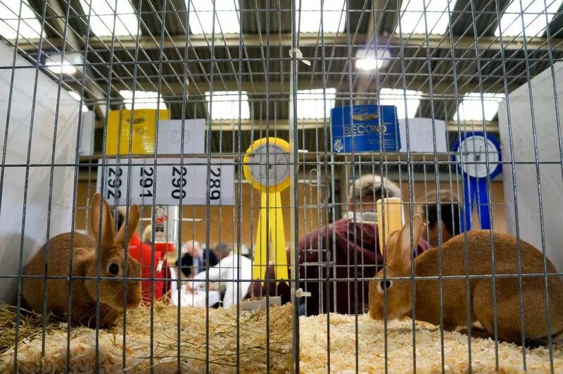 Rabbits in cages at a competition