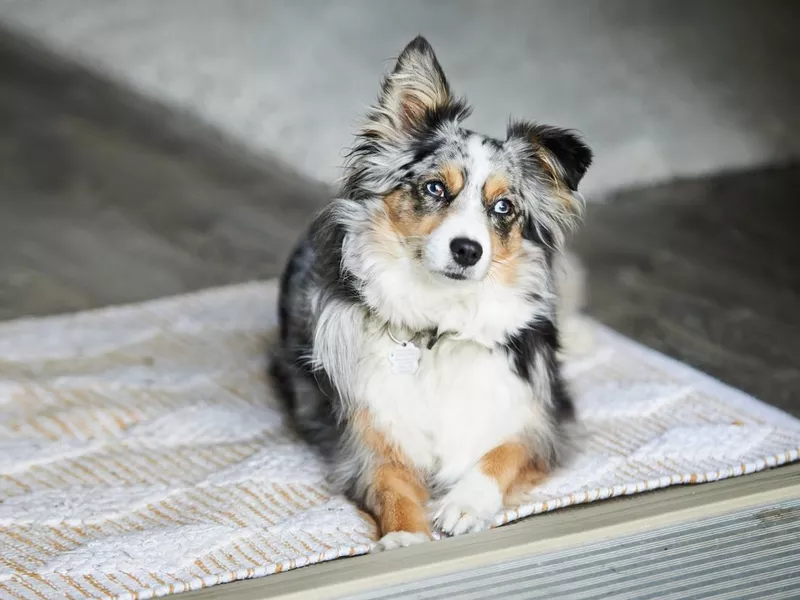 Australian Shepherd