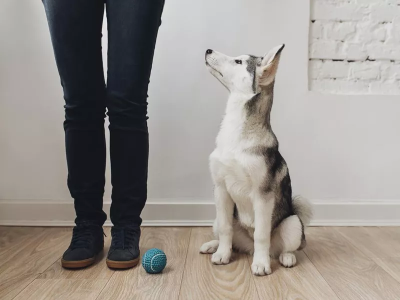 Puppy Looking at Owner