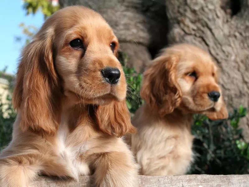 Bocker spaniel