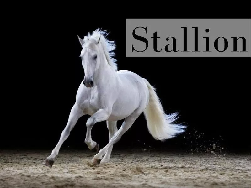 Stallion