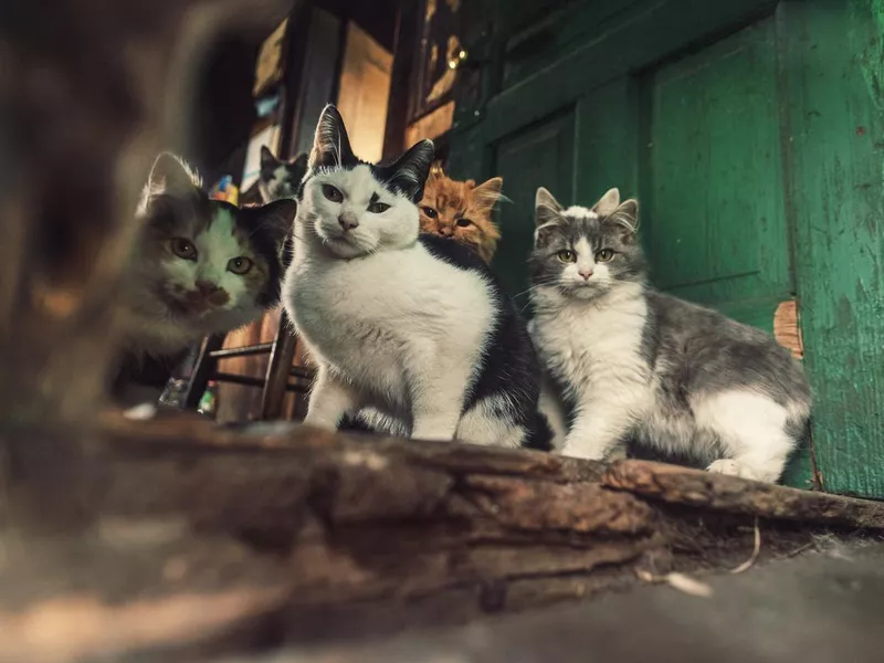 World Stray Animals Day