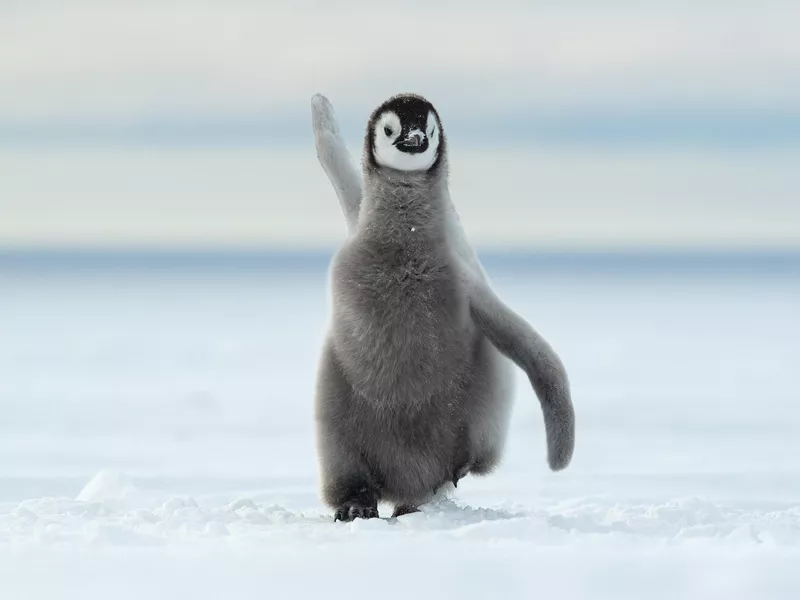 Happy Feet