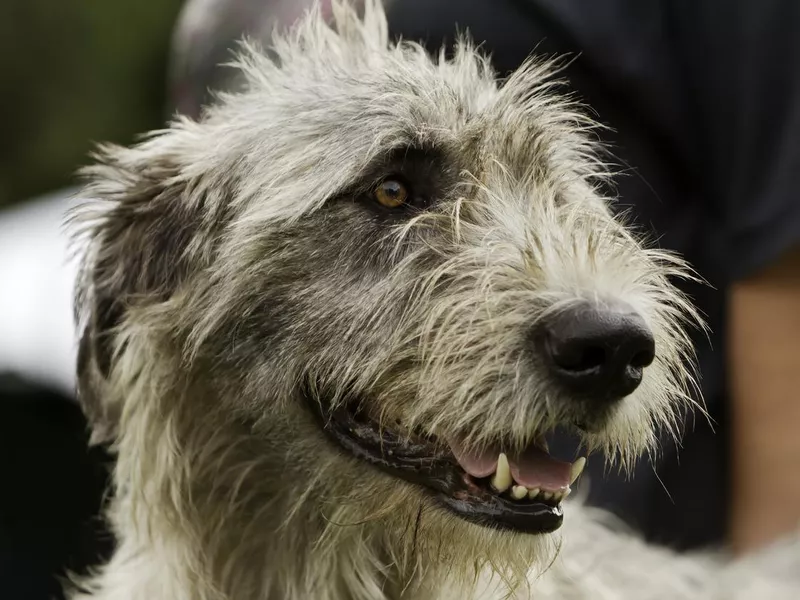 Irish Wolfhound