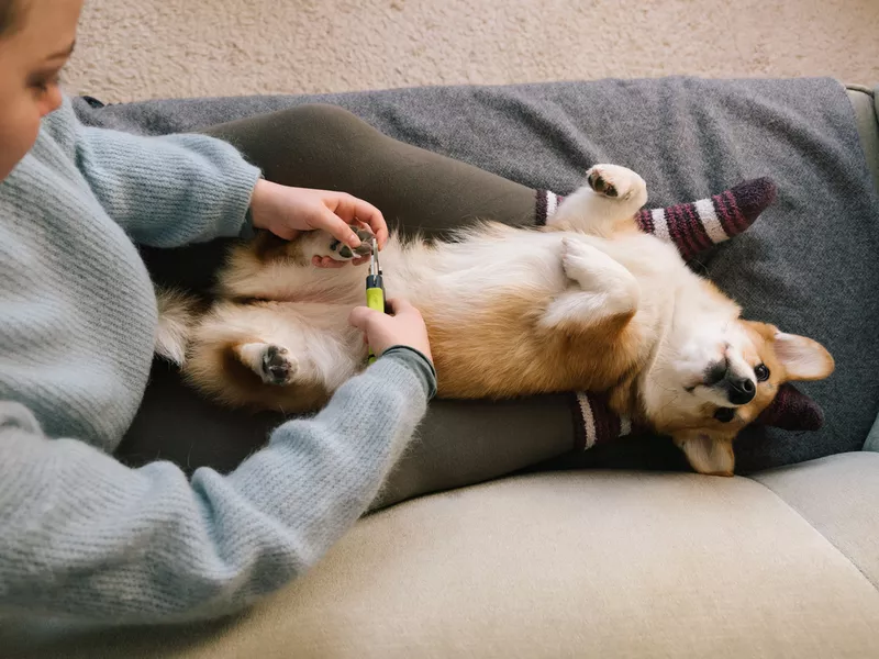 cutting claws with pliers of a corgi paw