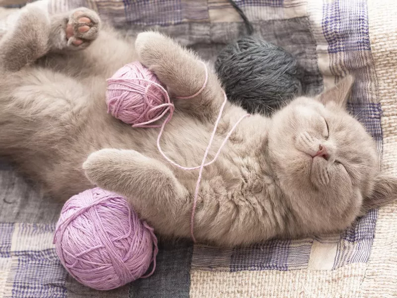 Sleeping kitten