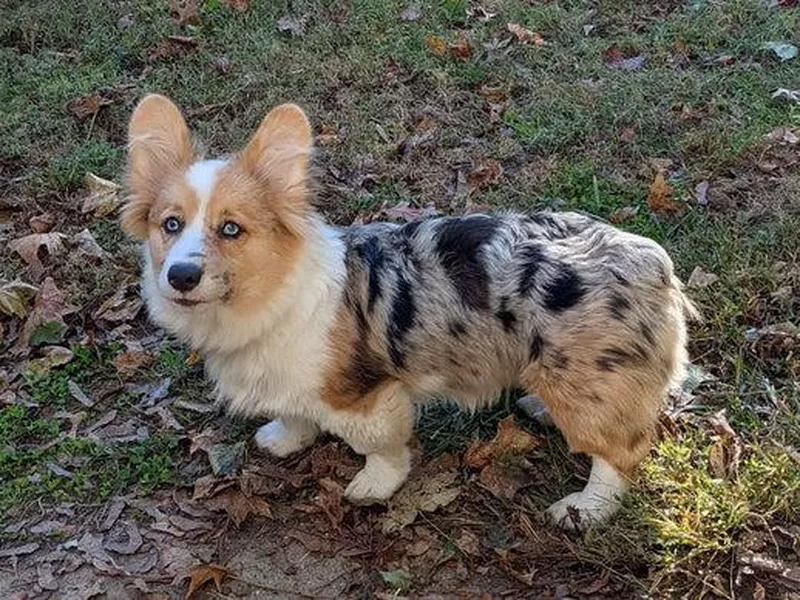 Aussie and corgi mix