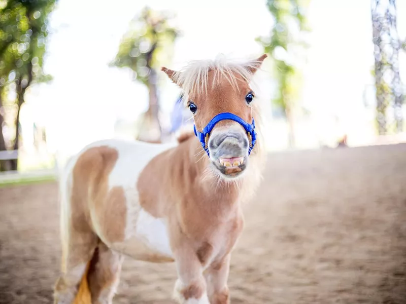 Shetland pony smile face