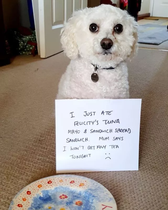 Guilty Bichon dog