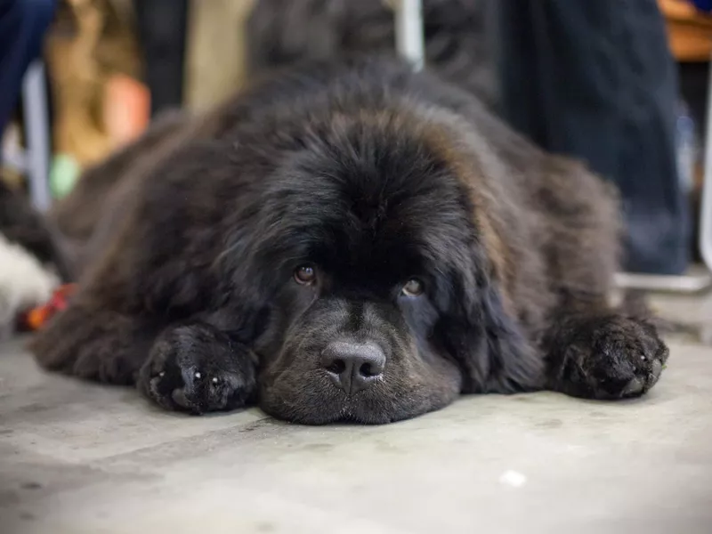 Newfoundland dog resting