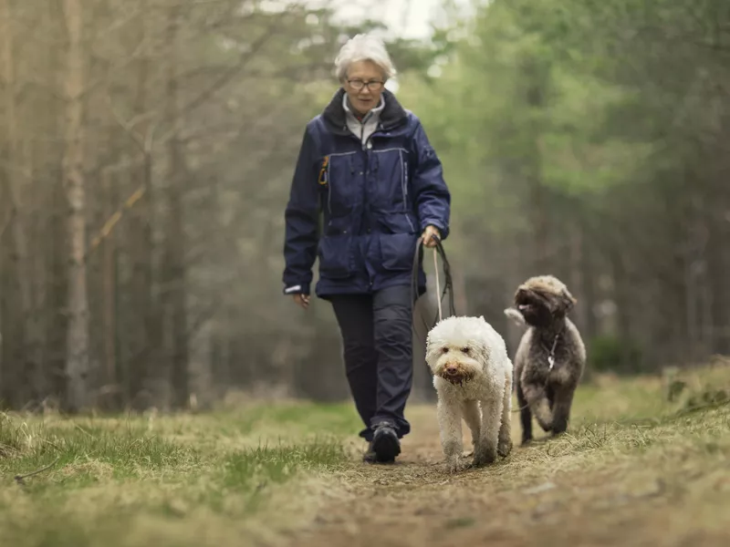 Woman out walking two dogs in a forest