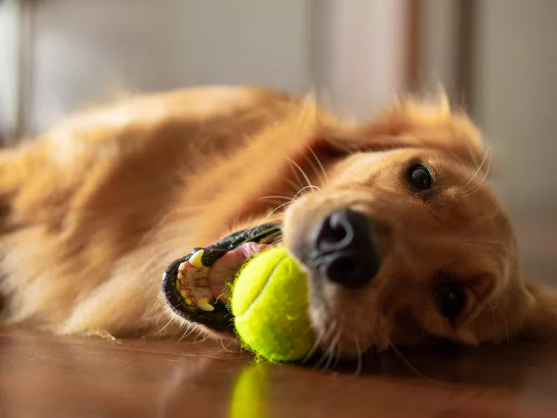 Adorable golden retriever playing fetch at home
