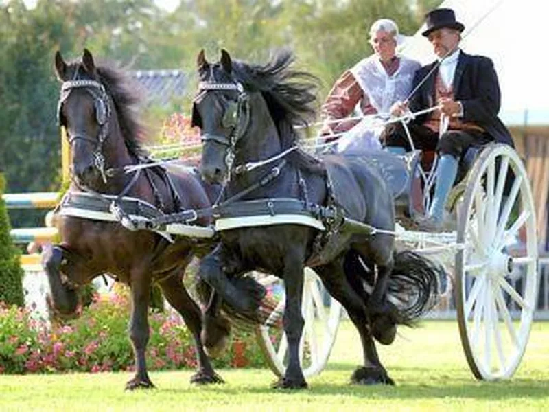 Friesian Sjees Carriage