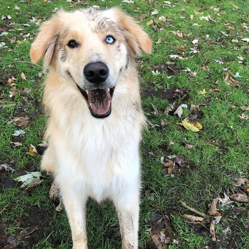 Golden Retriever Husky Mix
