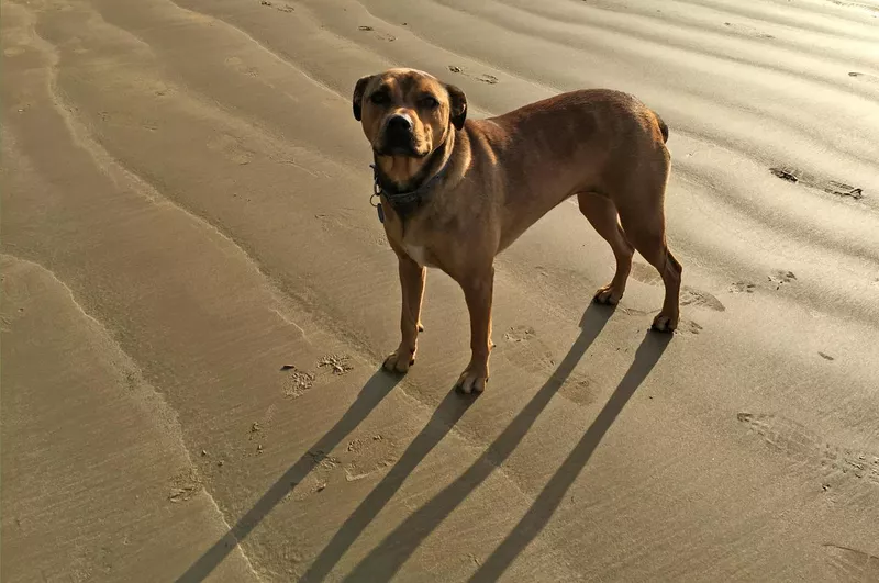 American bandogge mastiff