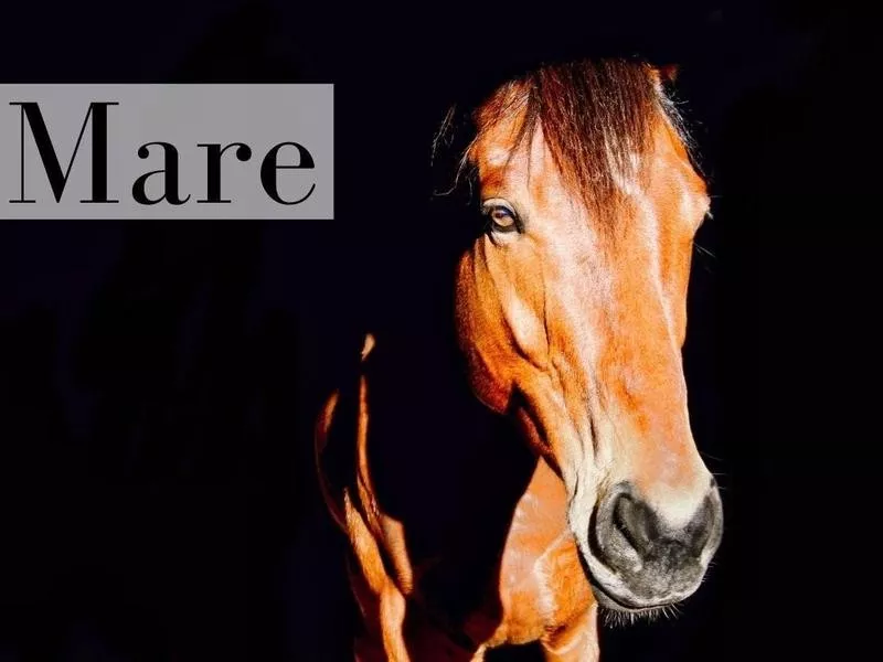 Mare