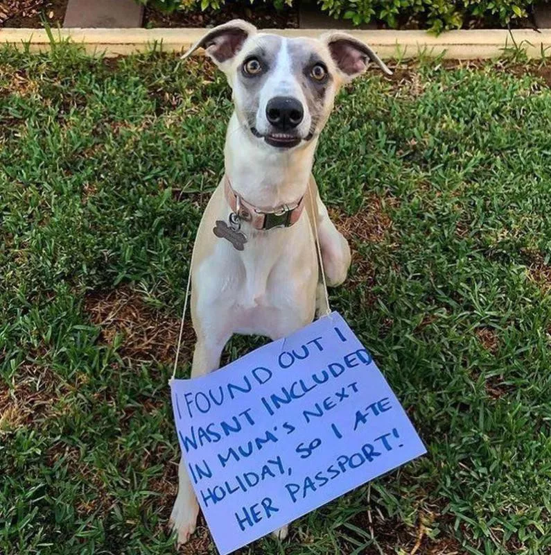 Dog at the passport