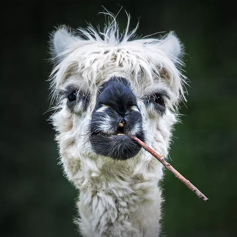 Smokin' Alpaca