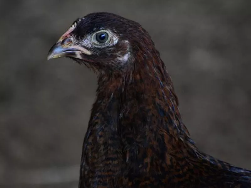 Free Ranging Chicken