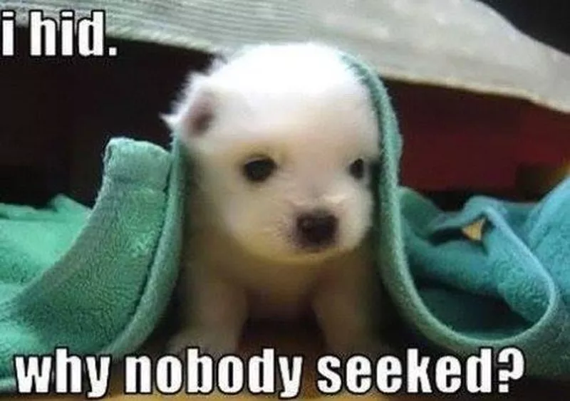 Cute puppy