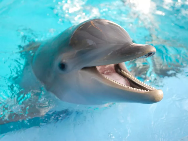 Dolphin with mouth open