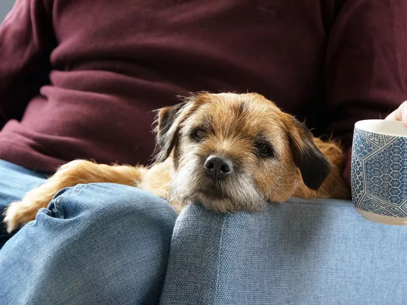 Pet Border Terrier dog