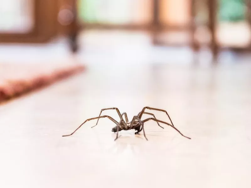 Black House Spider