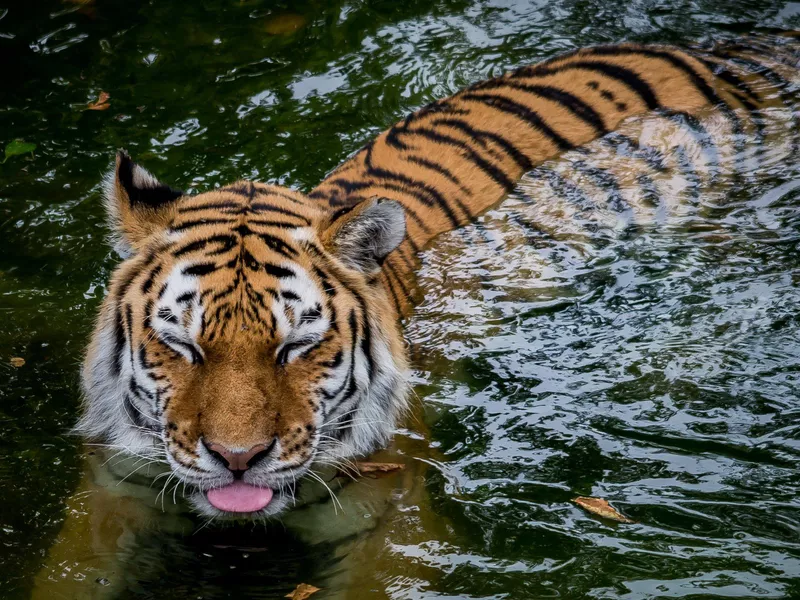 A tiger at the Como Zoo