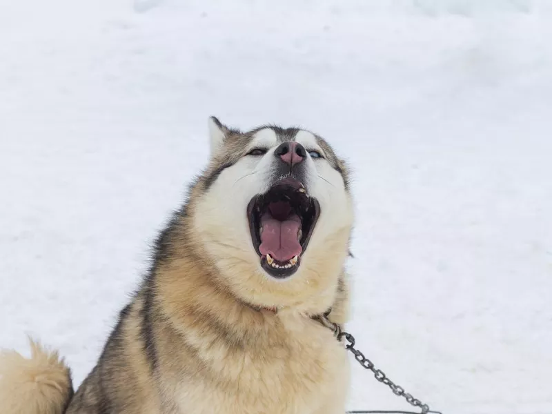Husky dog barks