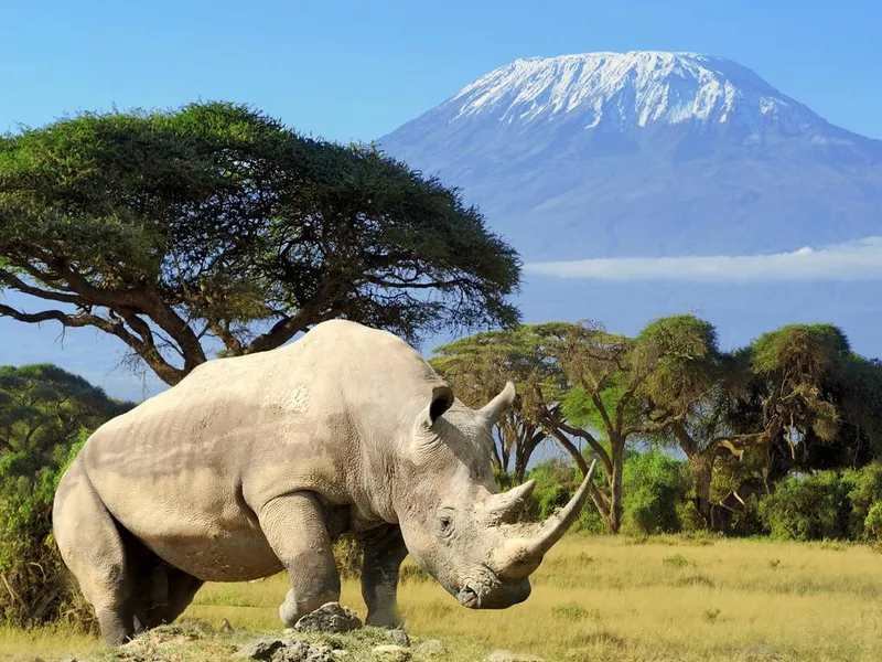 Rhino in front of Mount Kilimanjaro