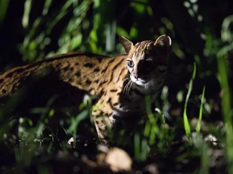 Sunda Leopard Cat