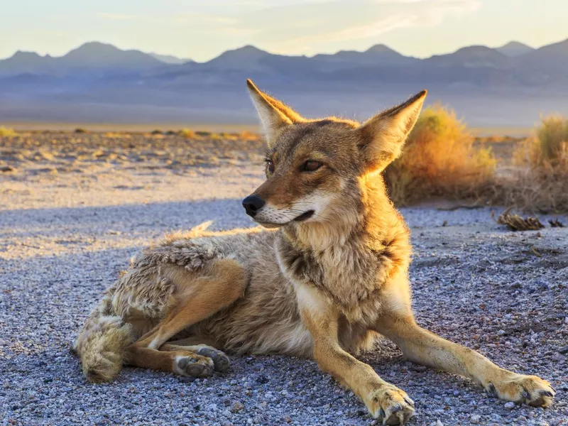 Coyote settling in for the night