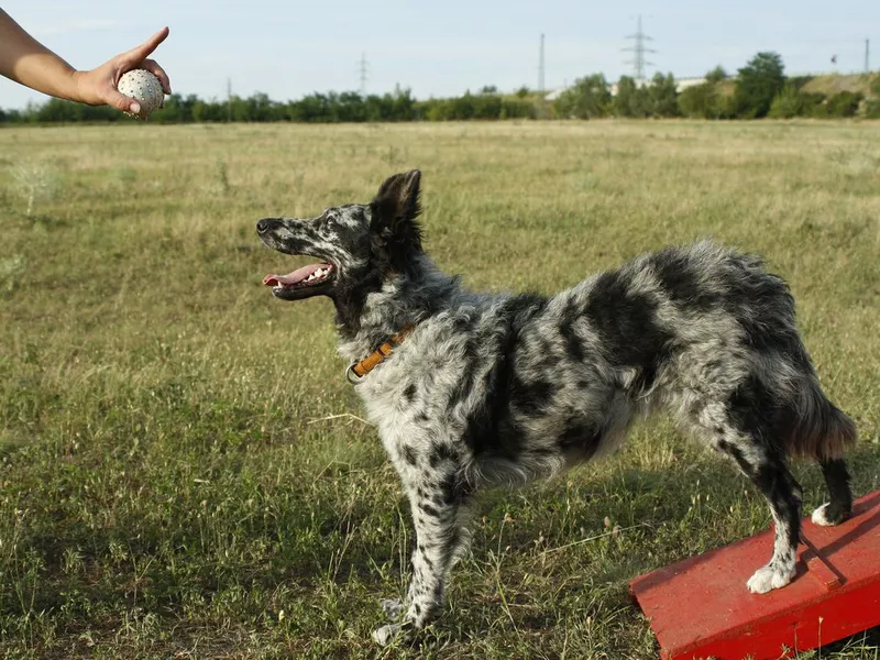 Mudi agility training