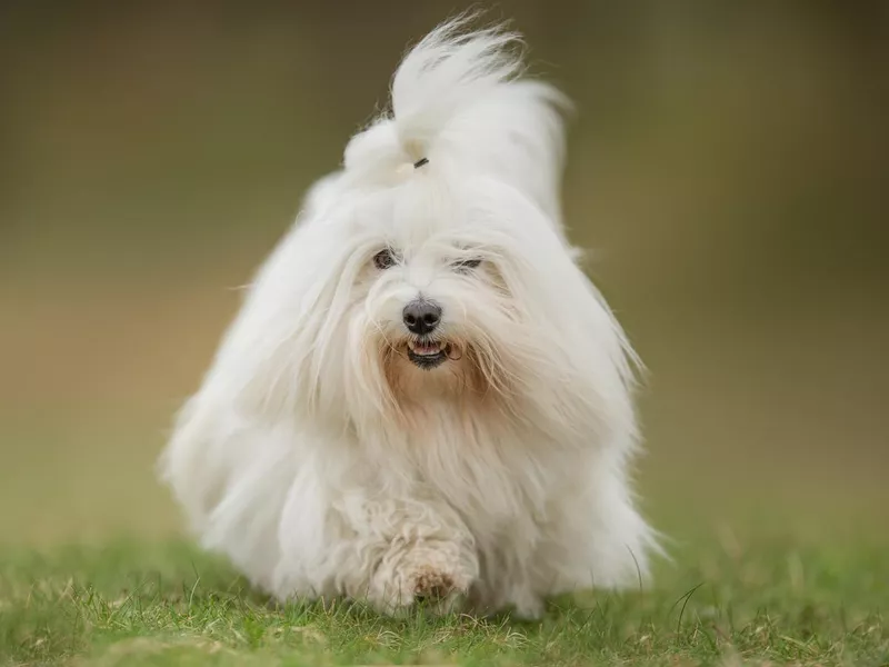 Coton de Tulear