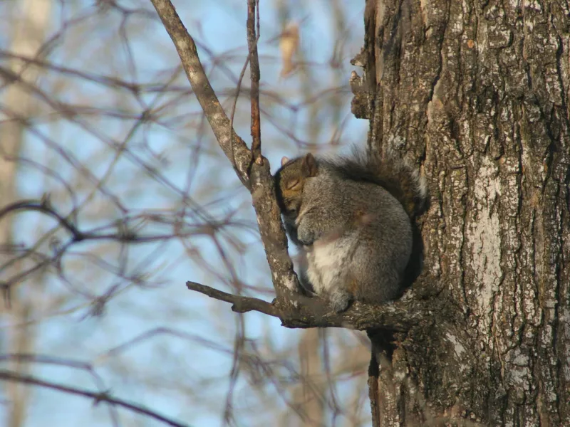 Squirrel