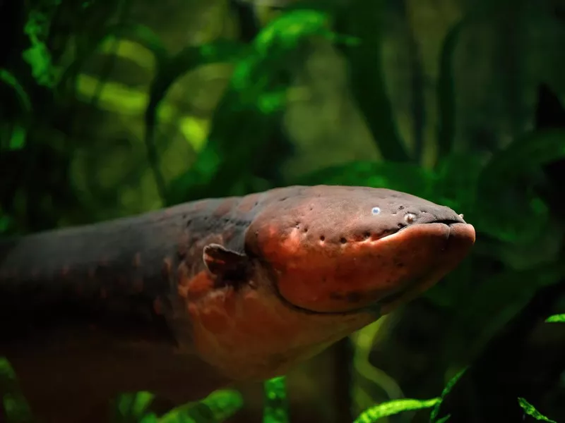 Electric eel