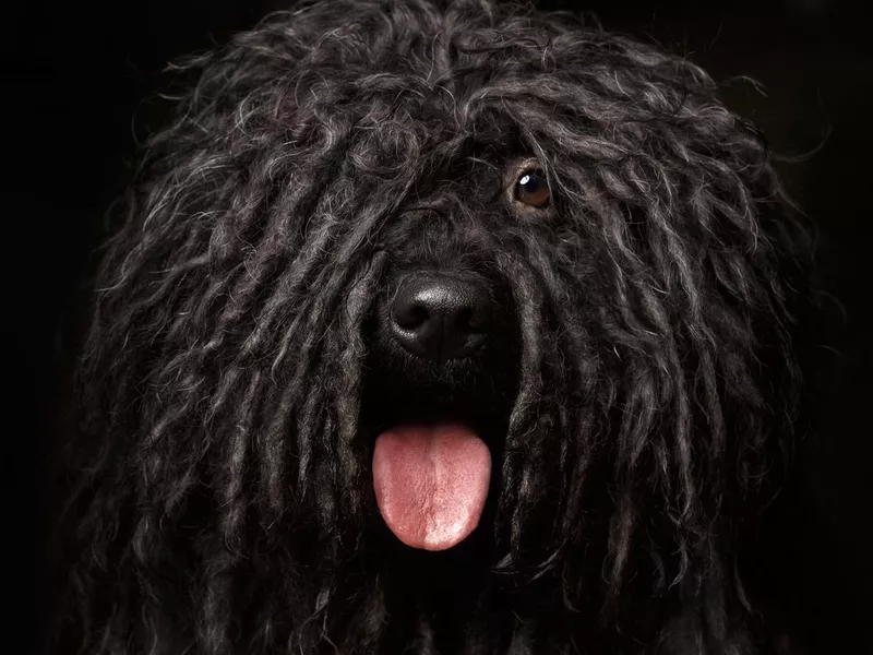 Close up Portrait of Puli Dog isolated on Black